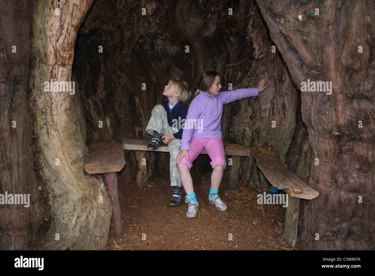 Hollow yew tree in Much Marcle Stock Photo - Alamy