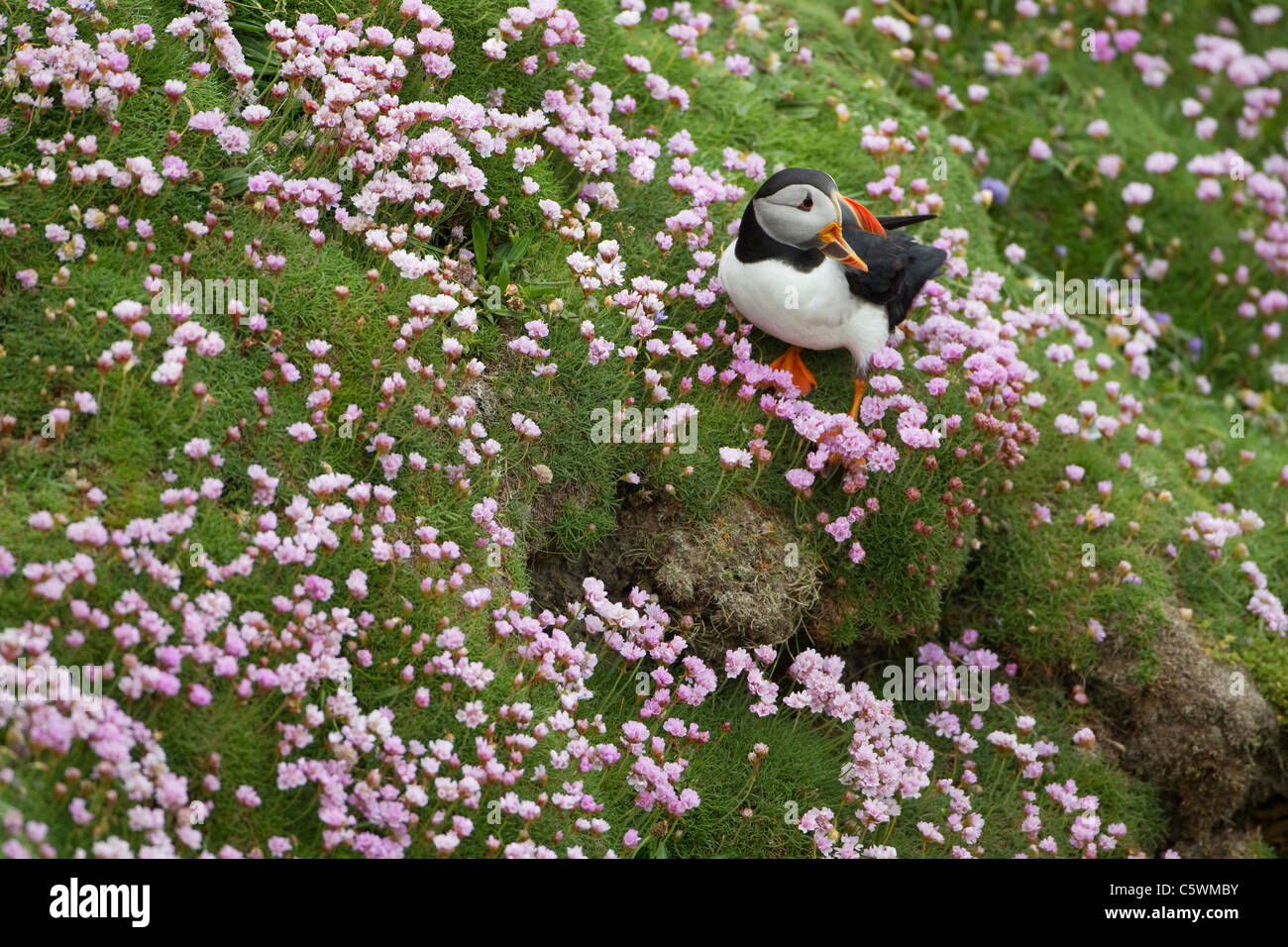 Atlantic Puffin (Fratercula arctica) standing on a cliff amongst flowering Thrift (Armeria maritima) while calling Stock Photo