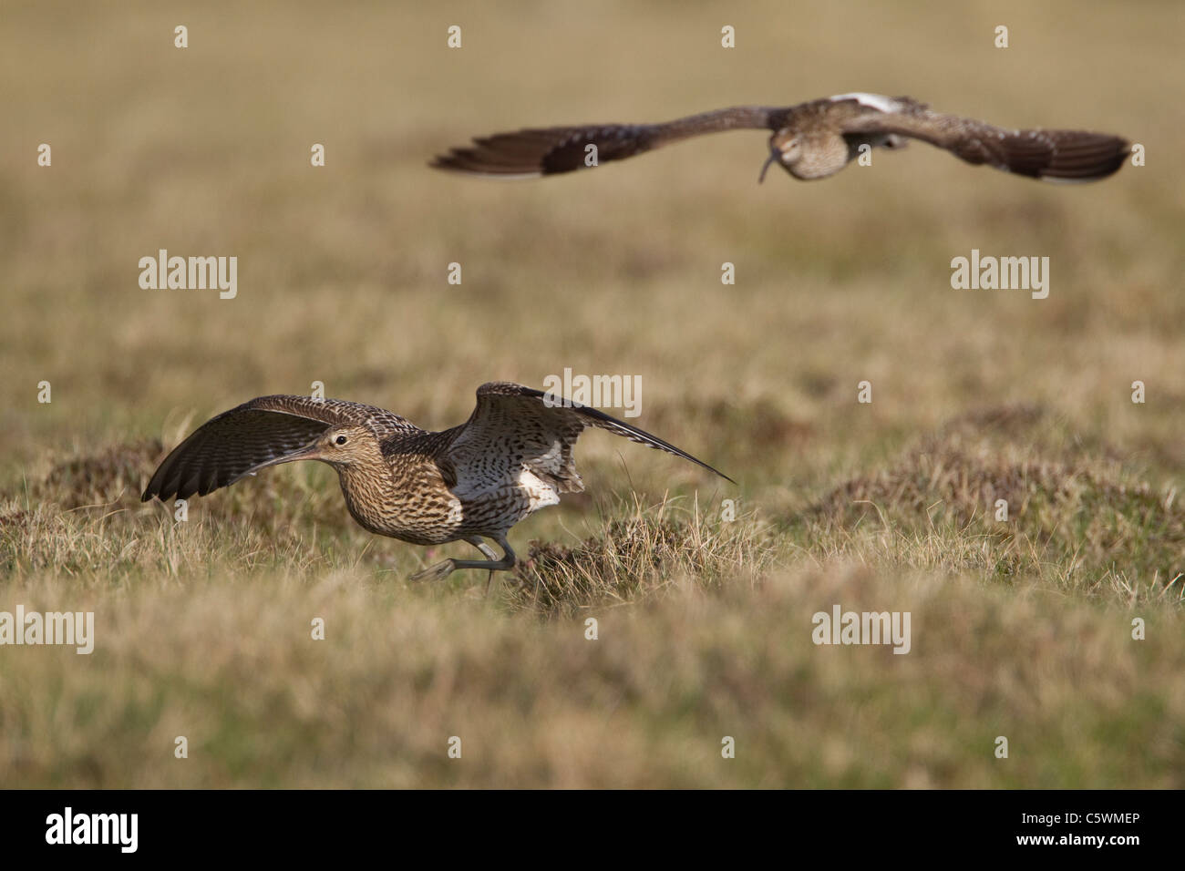 Whimbrel (Numenius phaeopus) chasing Curlew (Numenius arquata) from breeding territory. Stock Photo