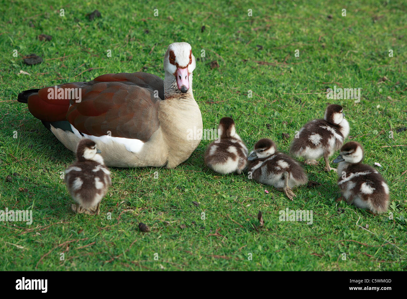 Natur, Tierwelt, Eigentliche Halbgaense, Tadornini, Nilgans, Alopochen aegyptiacus, aufgenommen im Schlosspark von Herten, Ruhrgebiet, Nordrhein-Westf Stock Photo