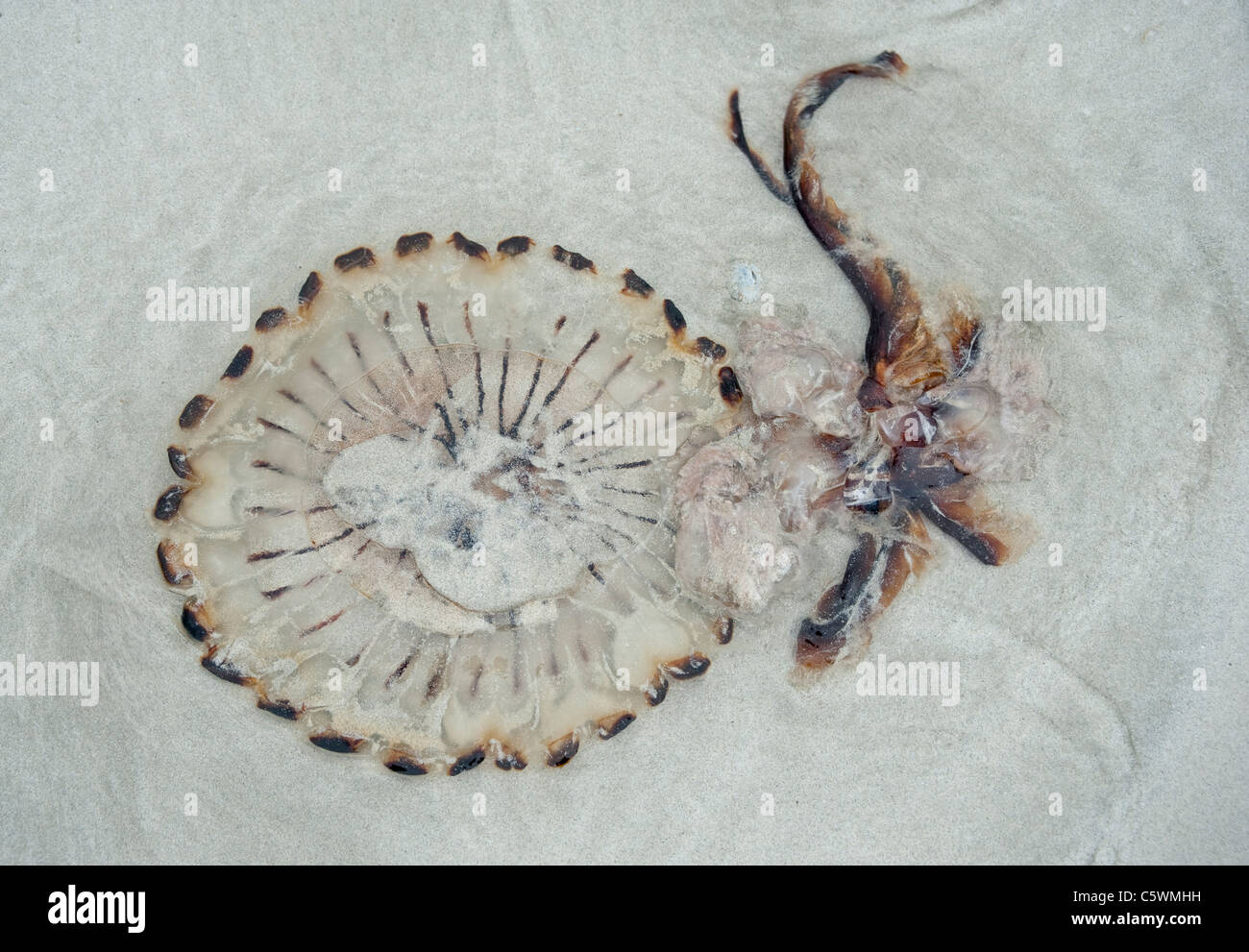 Compass Jellyfish, (Chrysaora hysoscella) on Connemara beach Stock Photo
