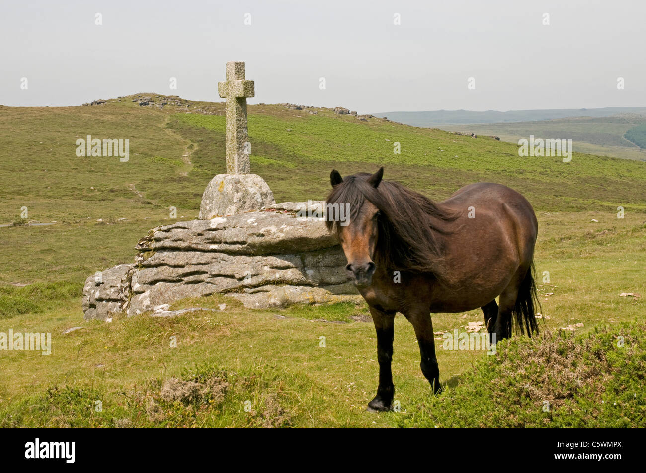Dartmoor pony  beside a memorial to Evelyn Anthony Cave Penney on the edge of Corndon Down, with Yar Tor in the distance Stock Photo