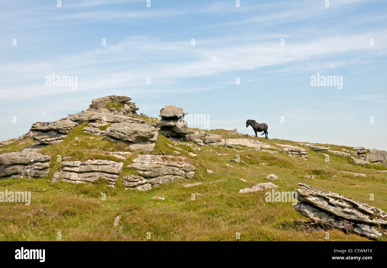 Dartmoor ponies roam free on Corndon Down Stock Photo