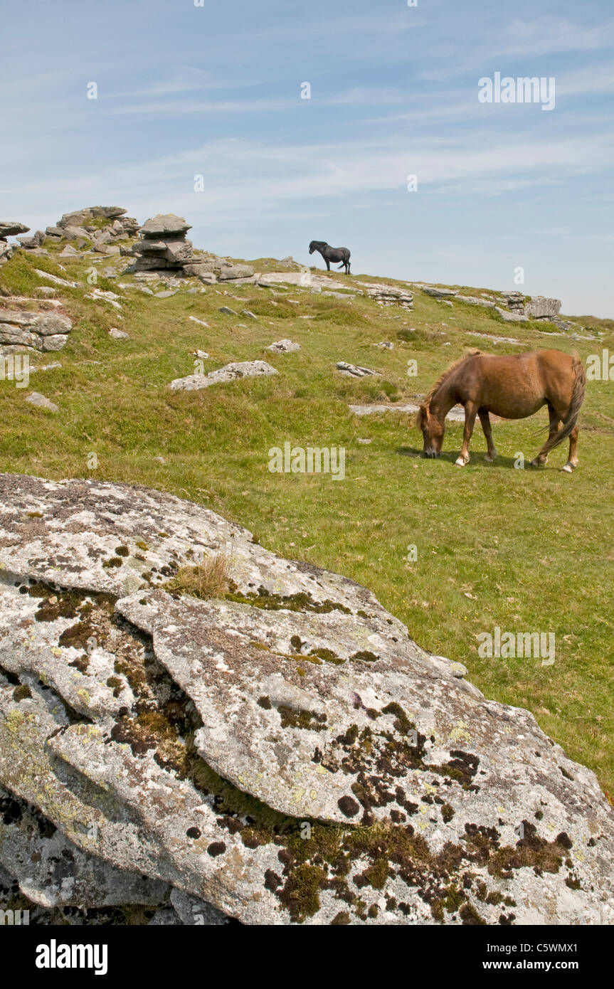 Dartmoor ponies roam free on Corndon Down Stock Photo