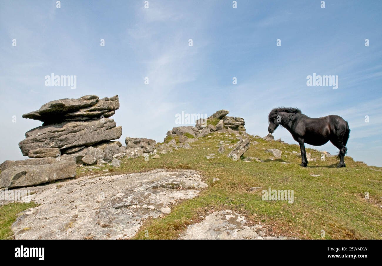 Dartmoor ponies roam free on Corndon Down Stock Photo