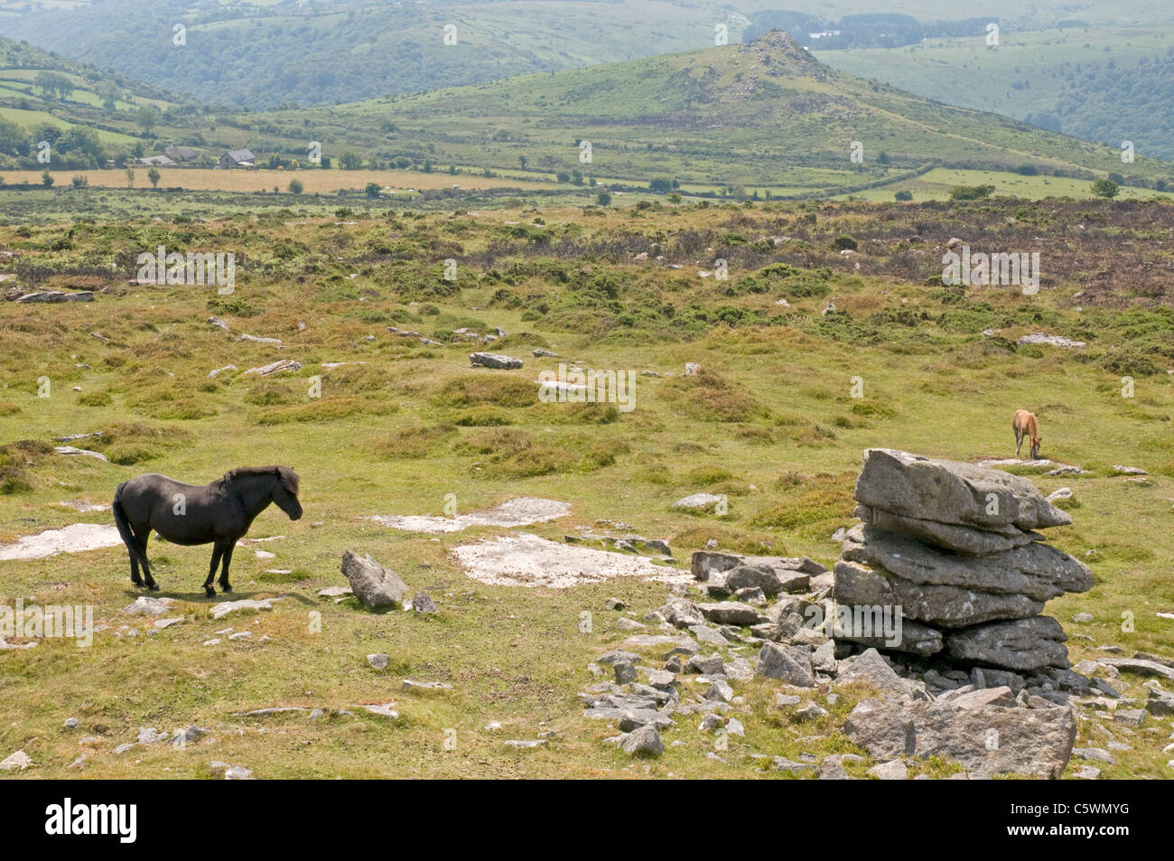 Dartmoor ponies roam free on Corndon Down, looking towards Sharp Tor in the distance Stock Photo