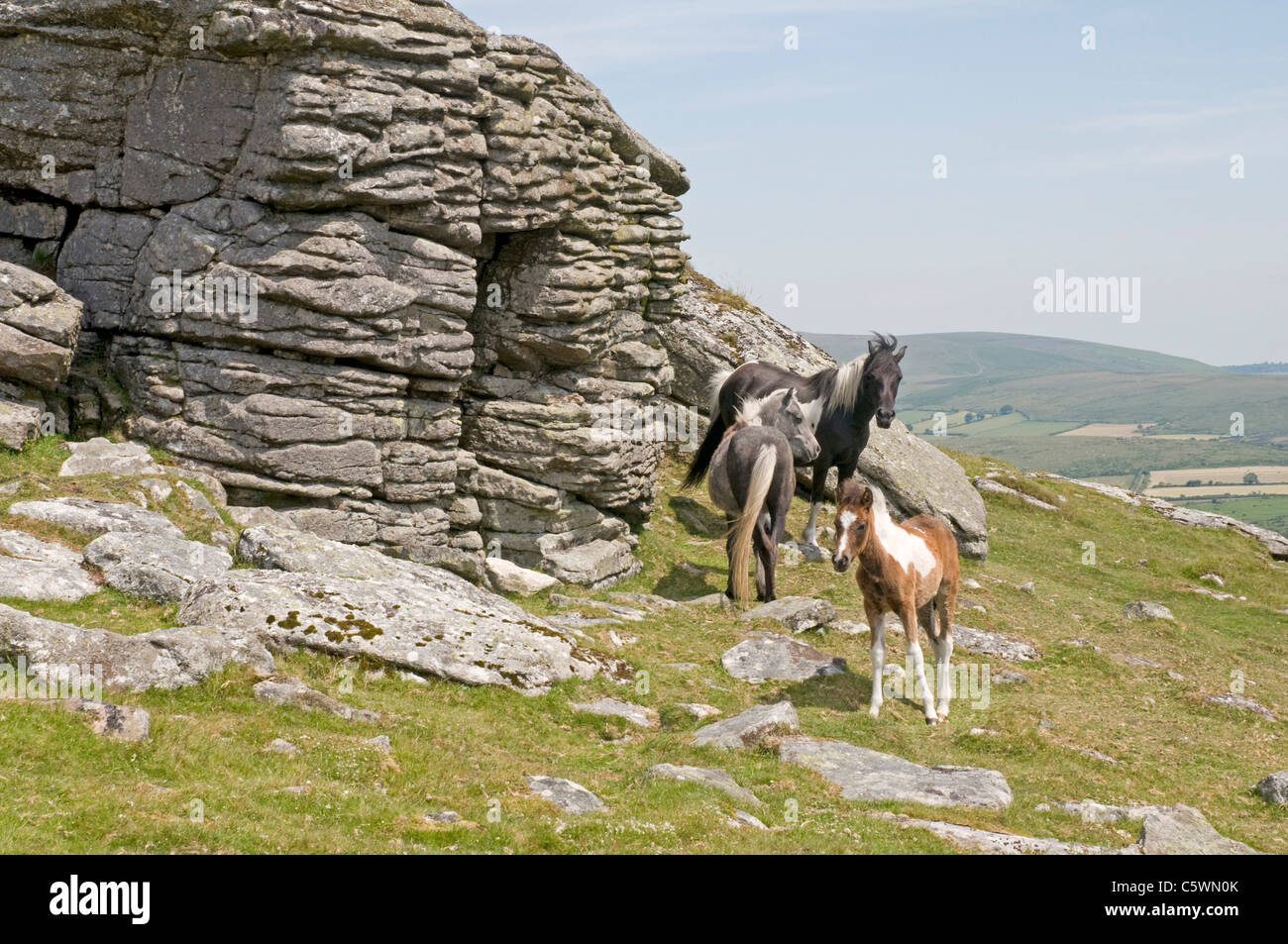 Dartmoor ponies roam free on Corndon Tor near Two Bridges Stock Photo