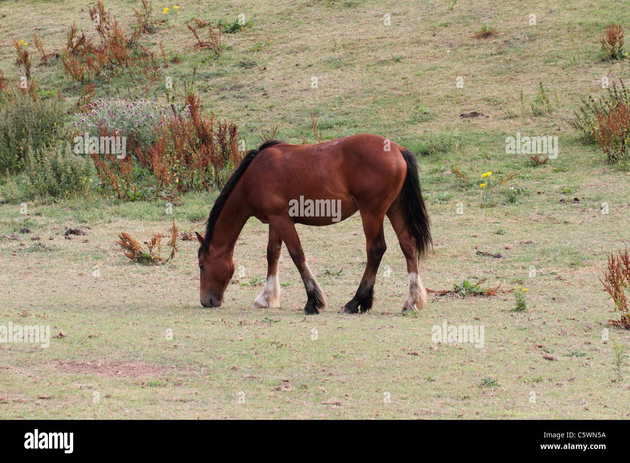 brown horse with black mane and tail and two white socks Stock Photo