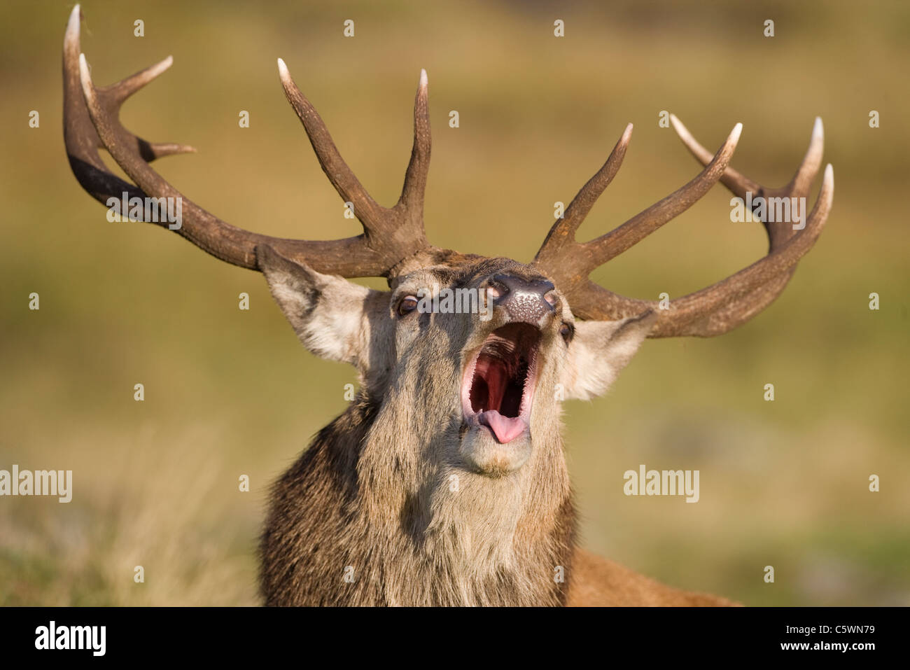 Red Deer (Cervus elaphus). Stag roaring during rut,. Stock Photo
