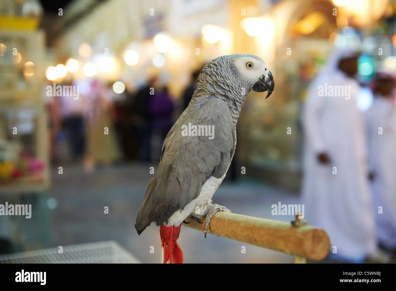 grey parrot bird souk waqif doha qatar middle east Stock Photo