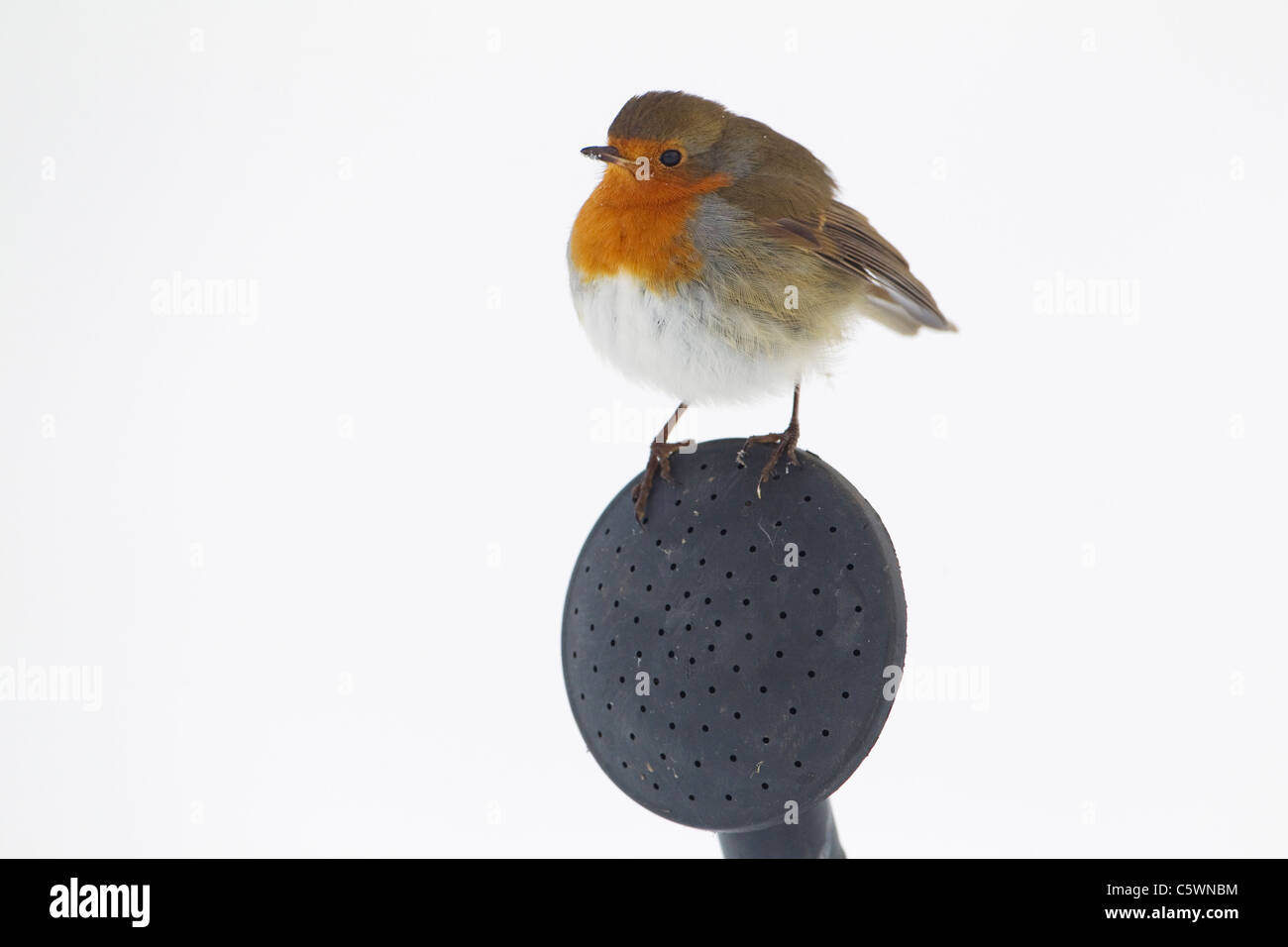 Robin (Erithacus rubecula), adult perched on watering can spout in snow. Stock Photo
