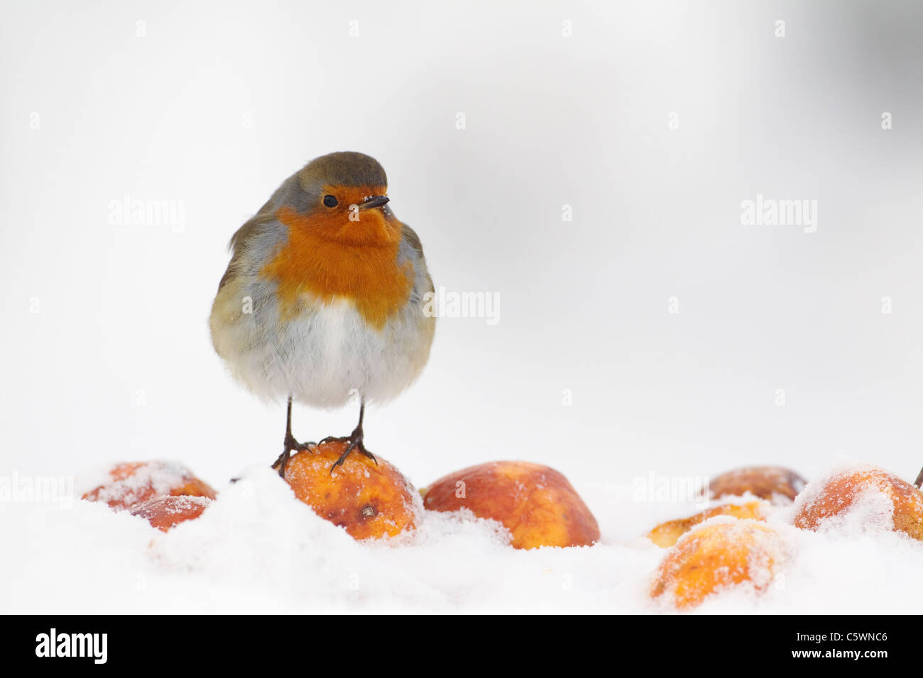 Robin (Erithacus rubecula), adult perched on apple in snow. Stock Photo