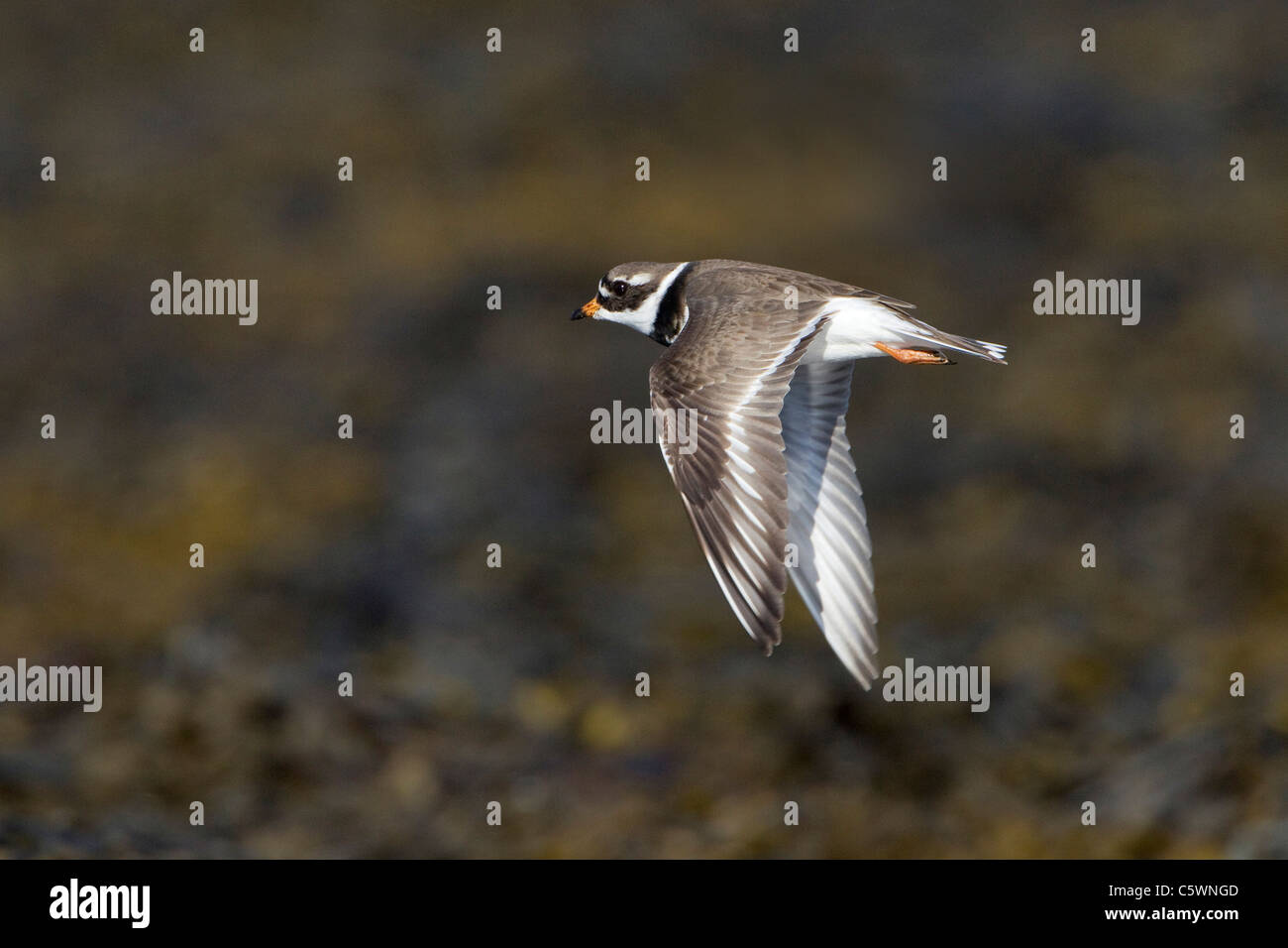 Ringed Plover (Charadrius hiaticula), adult in summer plumage in flight. Iceland. Stock Photo