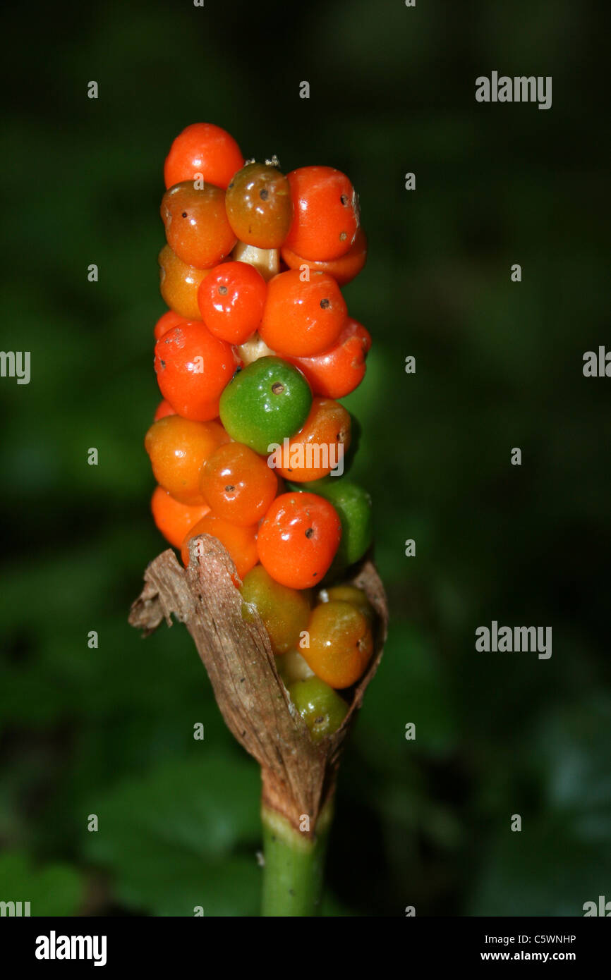 Ripening Berries Of Lords and Ladies Arum maculatum Stock Photo