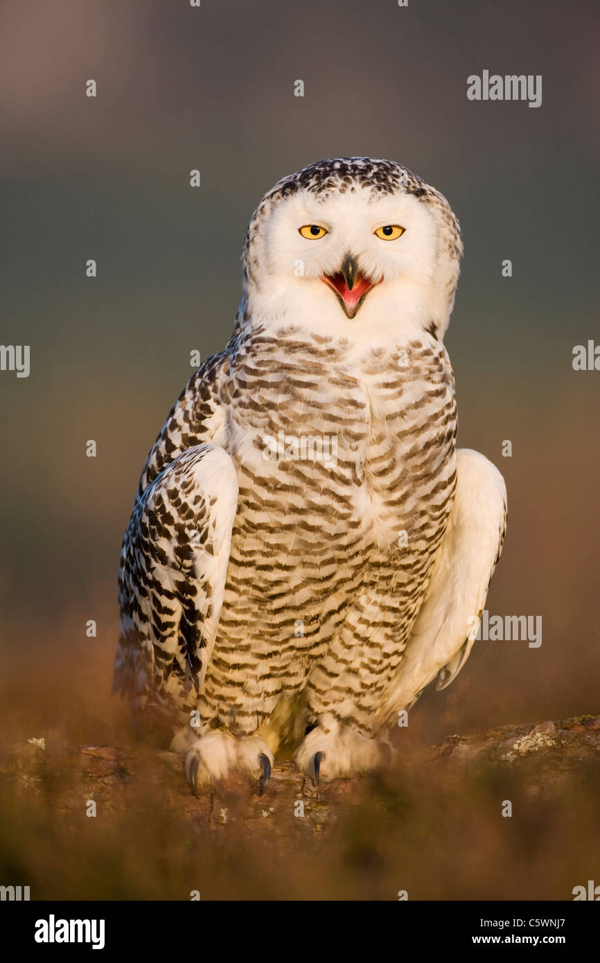 Snowy Owl (Bubo scandiacus, Nyctea scandiaca) perched on ground, calling (captive-bred). Scotland, Great Britain. Stock Photo