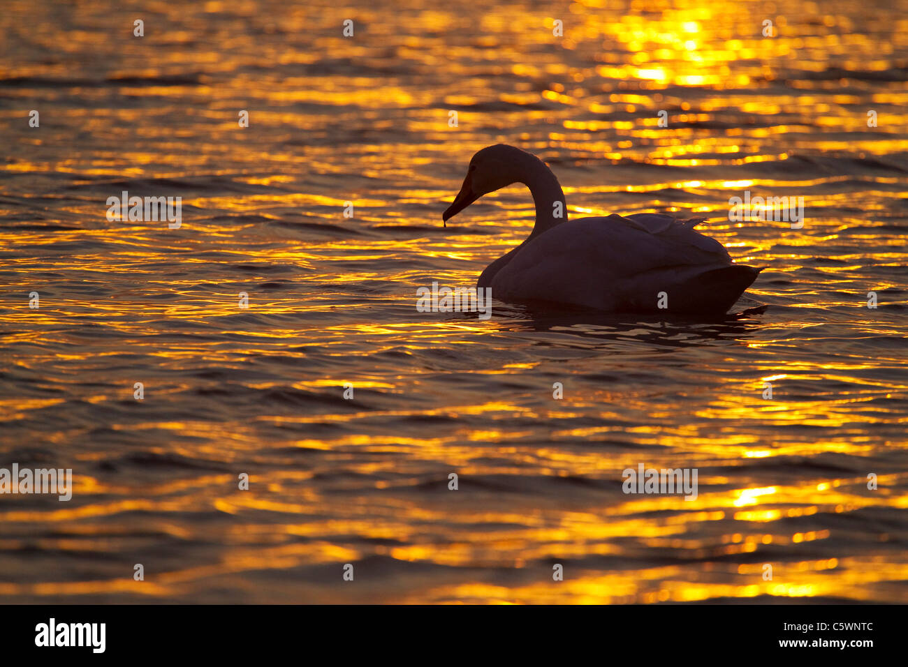 Whooper Swan (Cygnus cygnus), adult silhouetted on lake at sunset, Iceland. Stock Photo