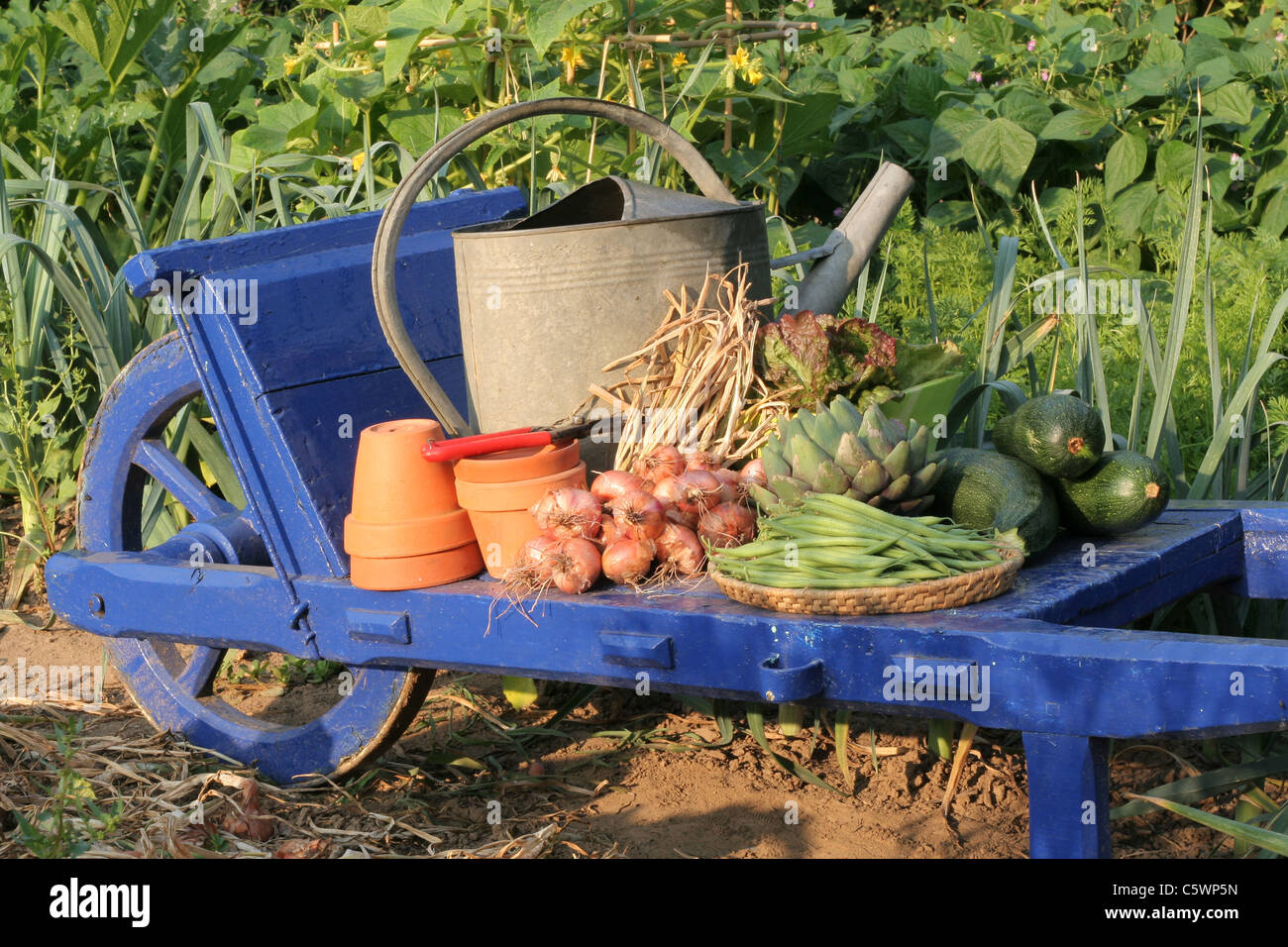 Vegetables from the garden on the wheelbarrow : green beans, shallots, artichoke, squashes, lettuce. Stock Photo