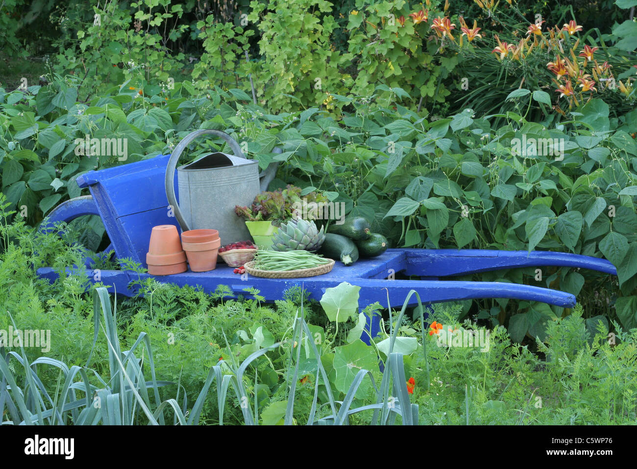 Vegetables from the garden on the wheelbarrow : green beans, artichoke, squashes, lettuce. Stock Photo