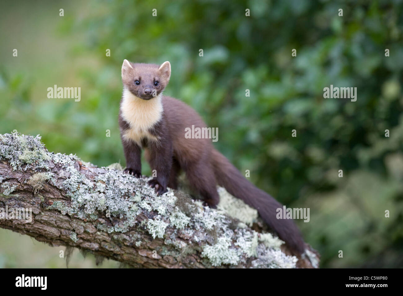 Pine Marten (Martes martes). Young female on log on woodland edge, Scotland, Great Britain. Stock Photo