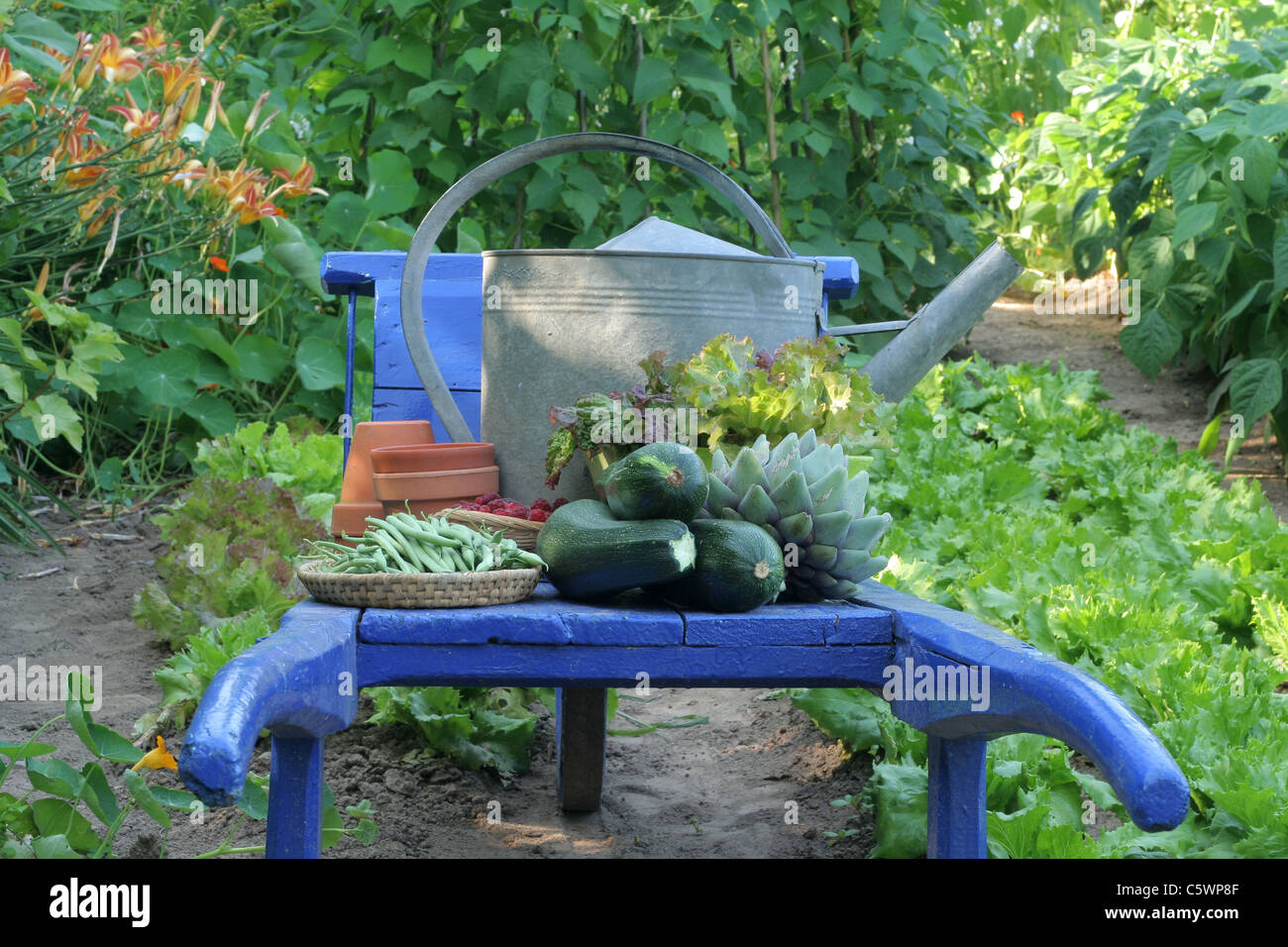 Vegetables from the garden on the wheelbarrow : green beans, artichoke, squashes, lettuce. Stock Photo