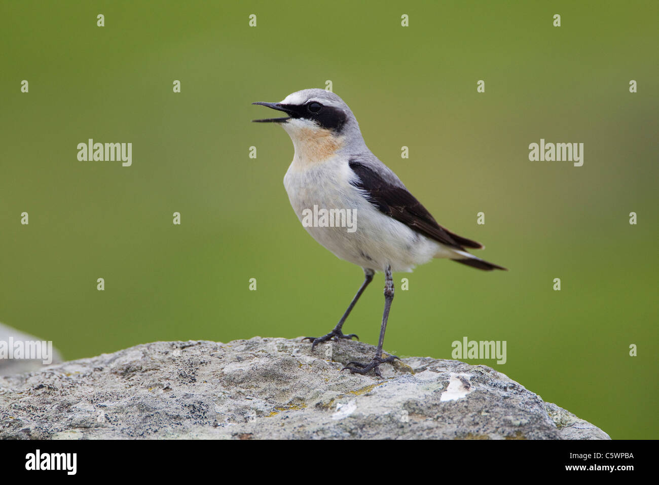 Northern Wheatear (Oenanthe oenanthe). Adult male perched on rock while calling, Shetland, Scotland, Great Britain. Stock Photo