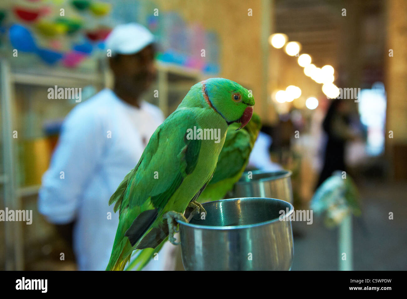 bird souk waqif doha qatar souhk middle east market green parrot Stock Photo