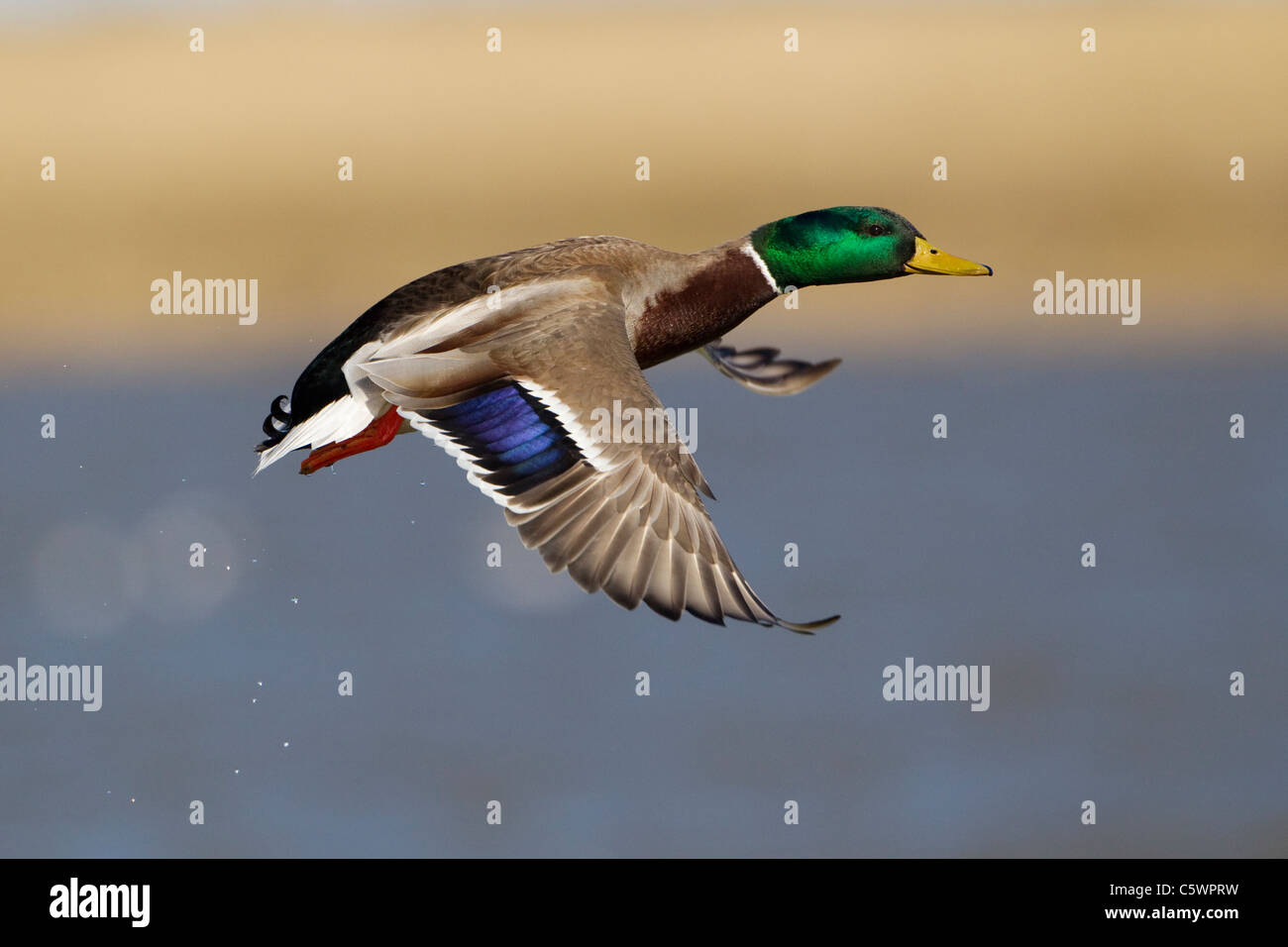 Mallard Duck (Anas platyrhynchos). Drake in breeding plumage in flight. Stock Photo
