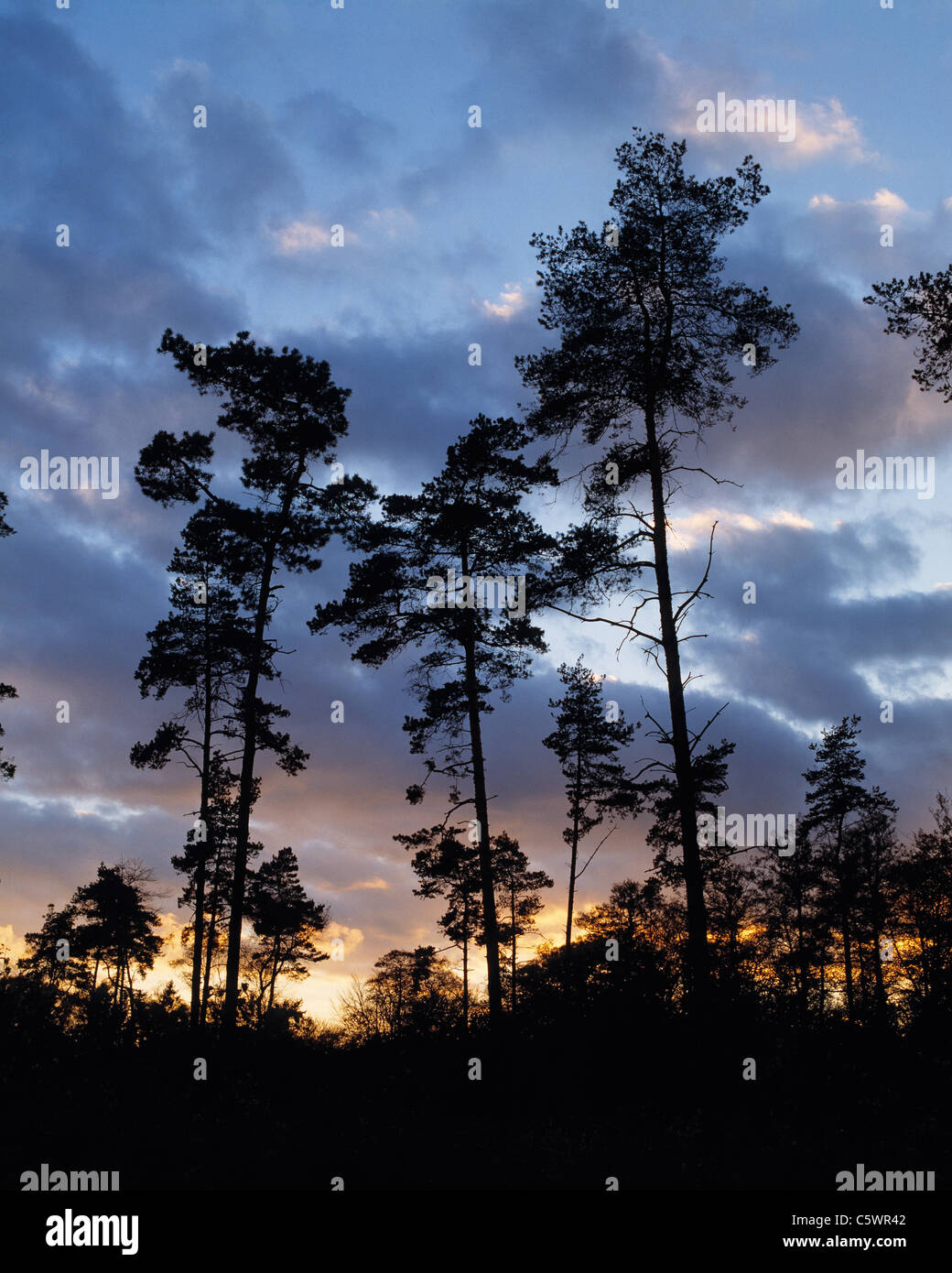 Sonnenuntergang im Naturpark Hohe Mark, Abendrot, Baeume als Silhouette