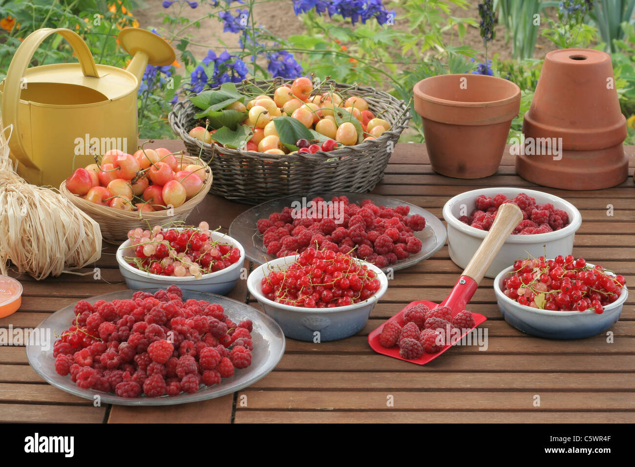 Red berries on the garden table : raspberries, currants, cherries. Stock Photo