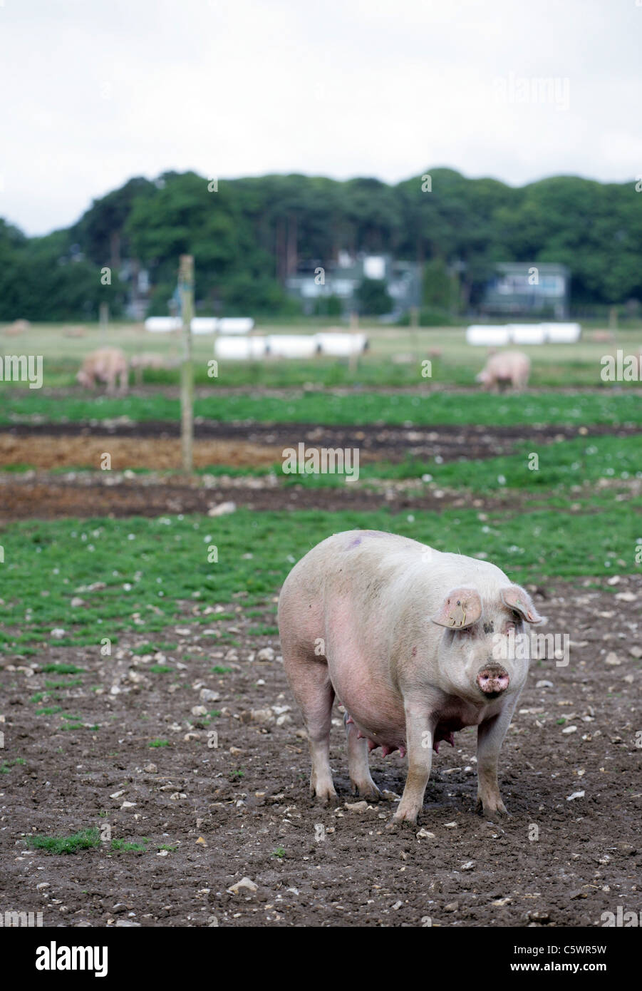 Large White Pig Single adult female standing in field West Sussex, UK