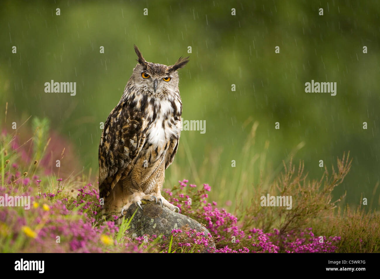 European Eagle Owl (Bubo bubo) perched on rock amongst heather in light rain. Scotland, Great Britain. Stock Photo