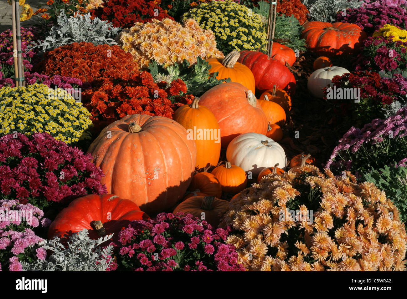 Colorful autumn display mums pumpkins hi-res stock photography and ...