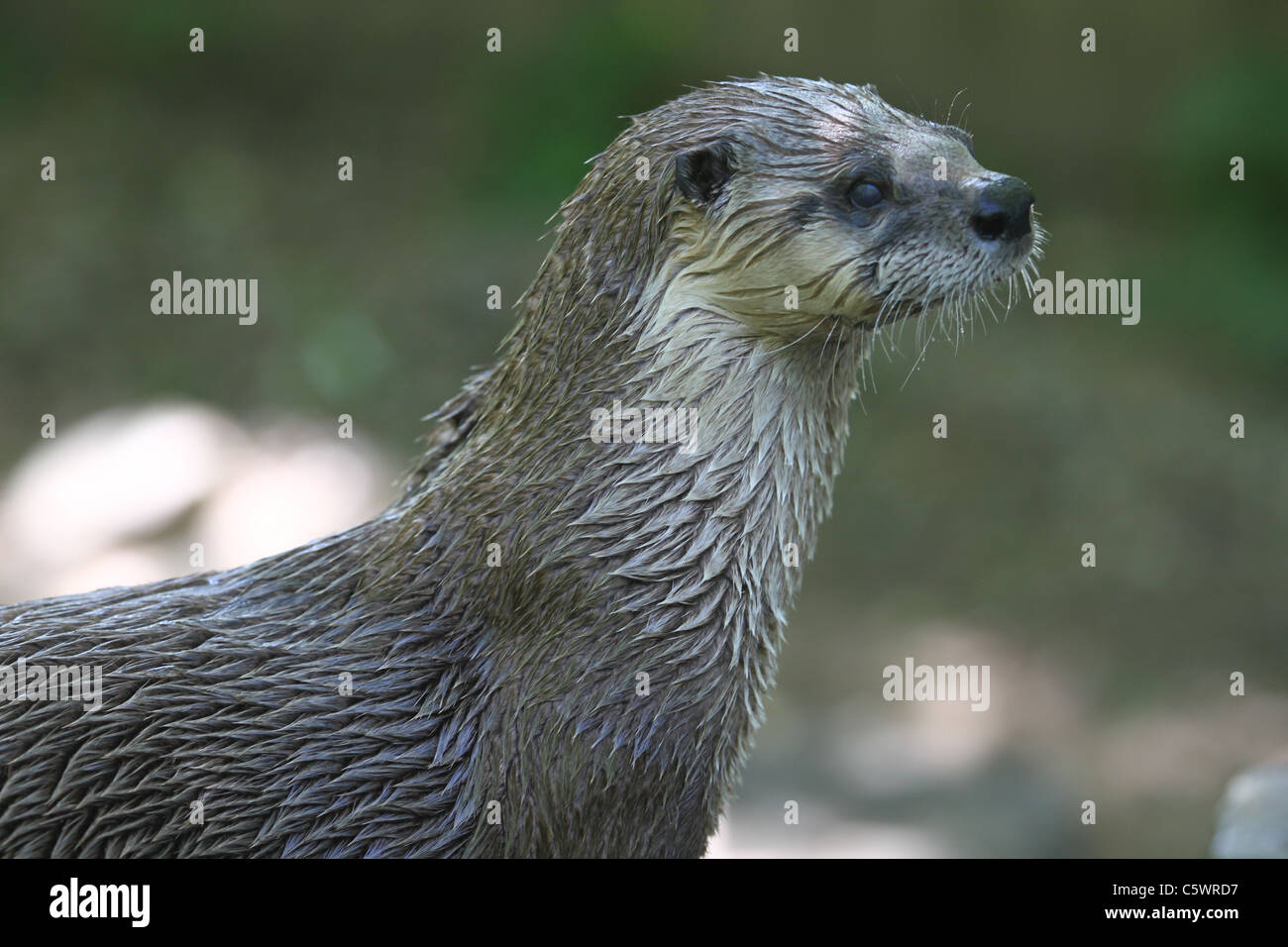Wet River Otter profile (upper body) Stock Photo