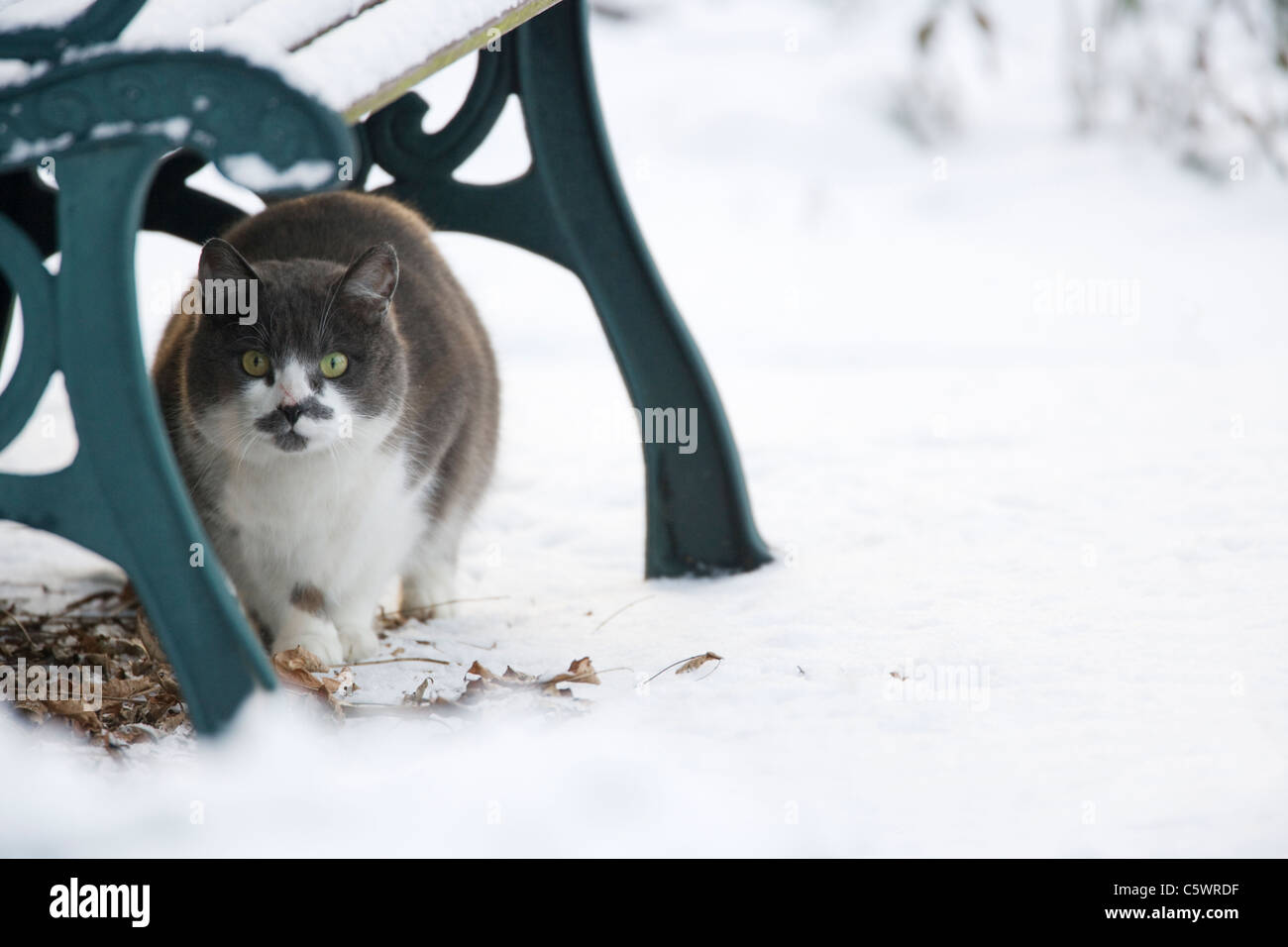Cat uk garden hi-res stock photography and images - Alamy