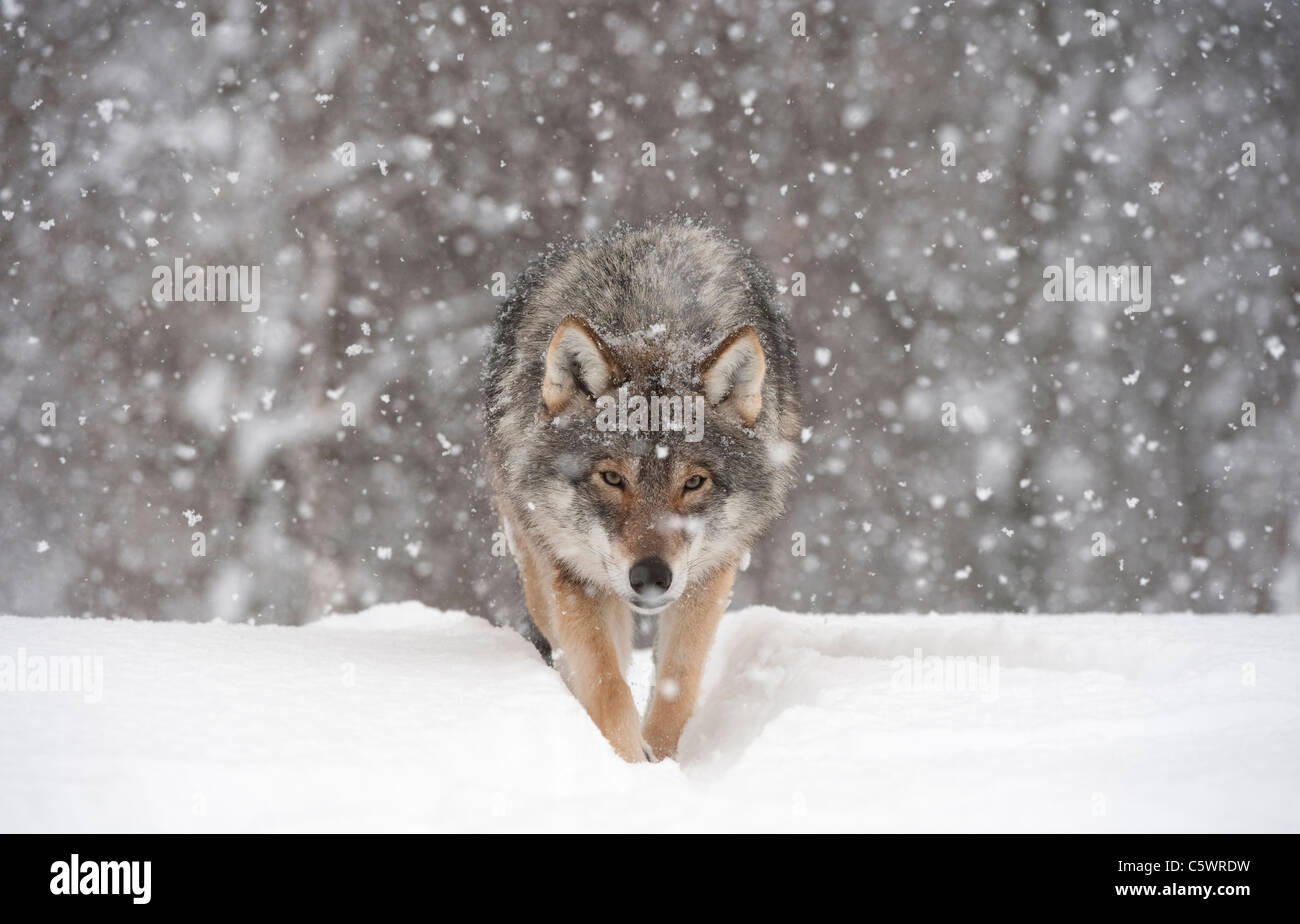 European Grey Wolf (Canis lupus) walking towards camera in falling snow (taken in controlled conditions). Norway. Stock Photo