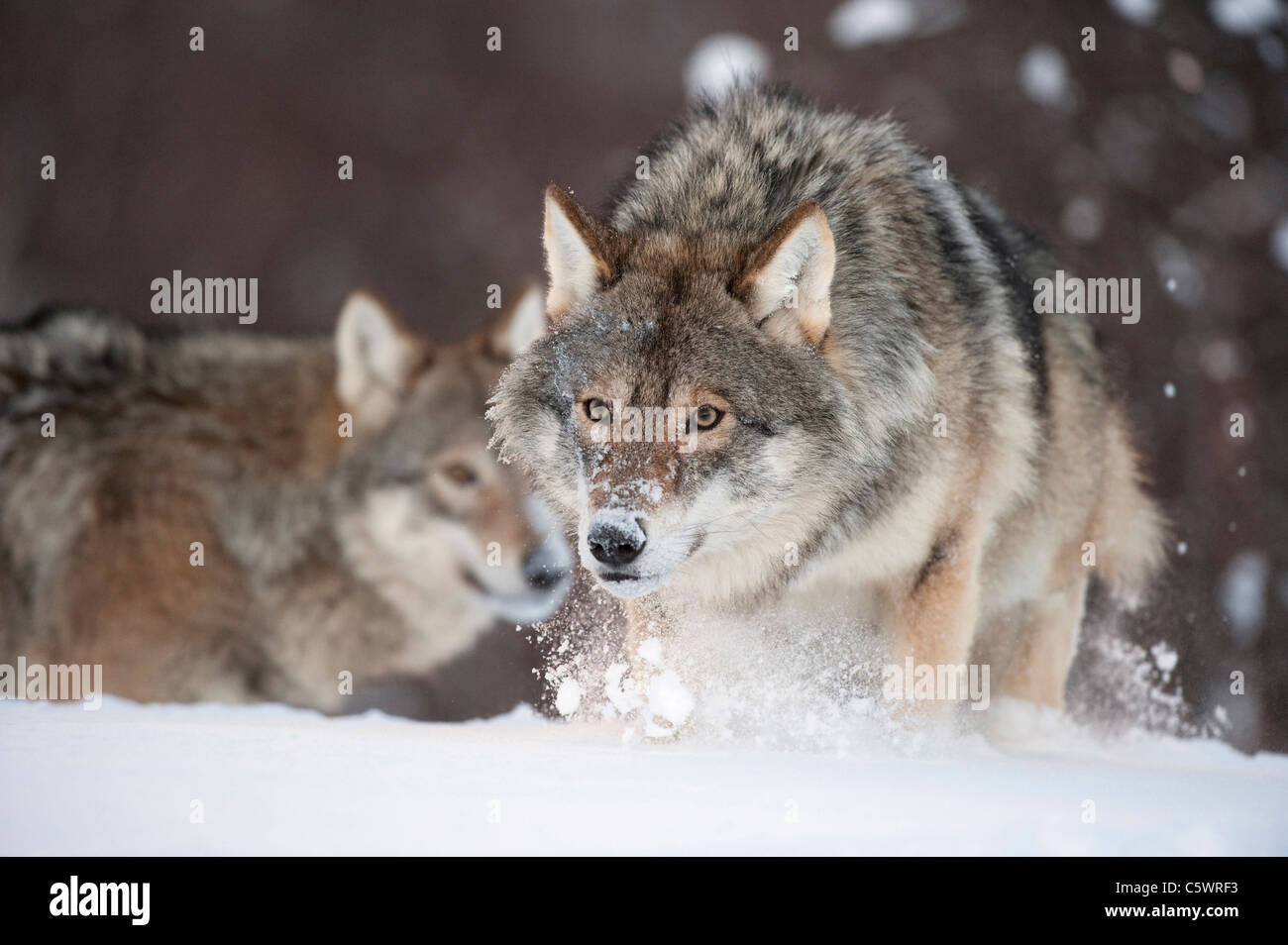 European Grey Wolf (Canis lupus) running through snow (taken in controlled conditions). Norway. Stock Photo