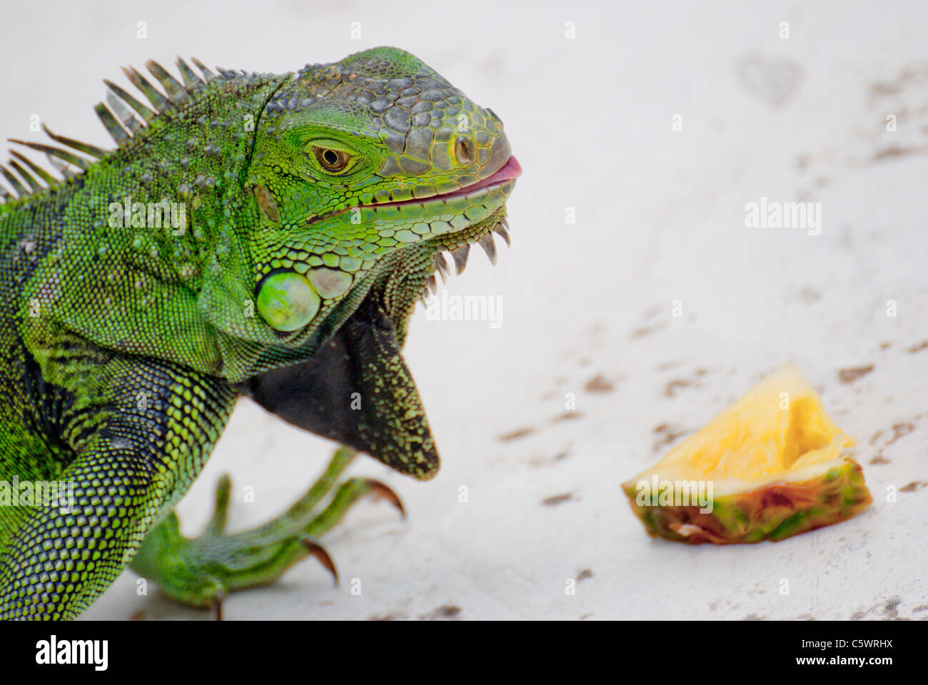 Iguana eating hires stock photography and images Alamy