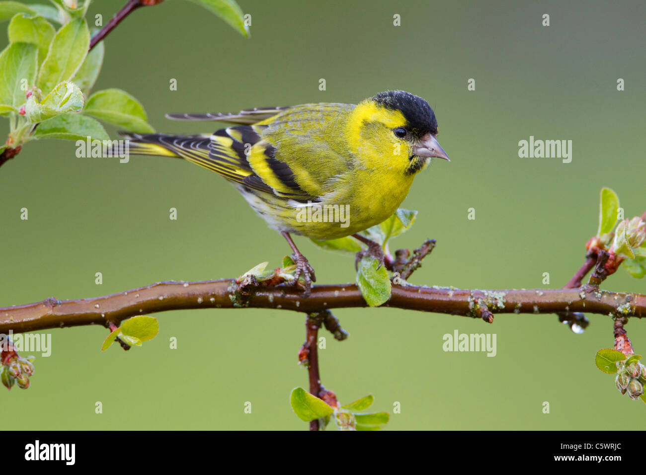 Eurasian Siskin (Carduelis spinus). Male in breeding plumage perched on crab apple in spring, Scotland. Stock Photo