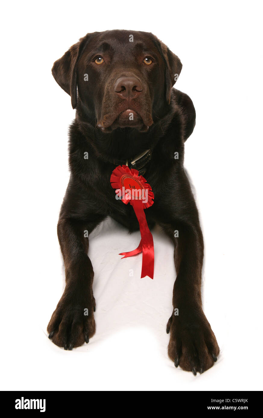 Labrador Retriever Single adult with red rosette Studio, UK Stock Photo