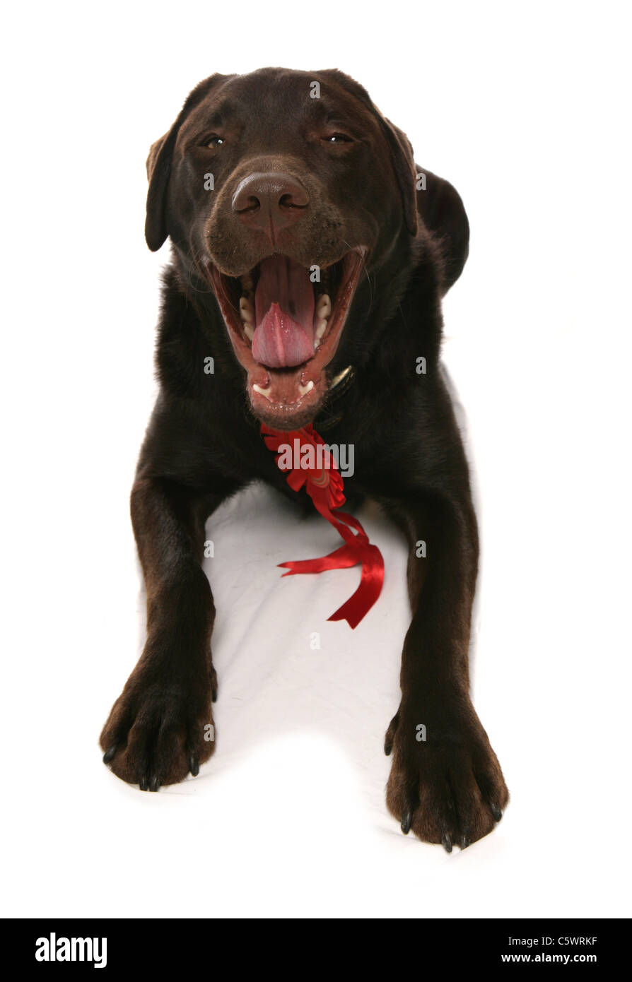 Labrador Retriever Single adult laying in a studio UK Stock Photo Alamy