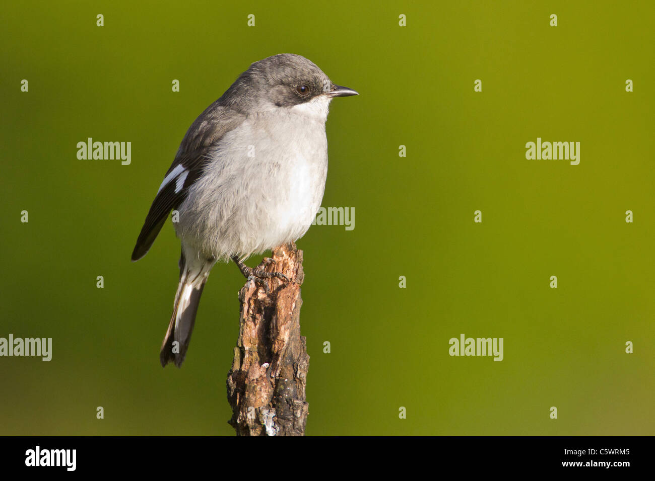 Fiscal shrike (lanius collaris) at Addo Elephant Park in South Africa. Stock Photo