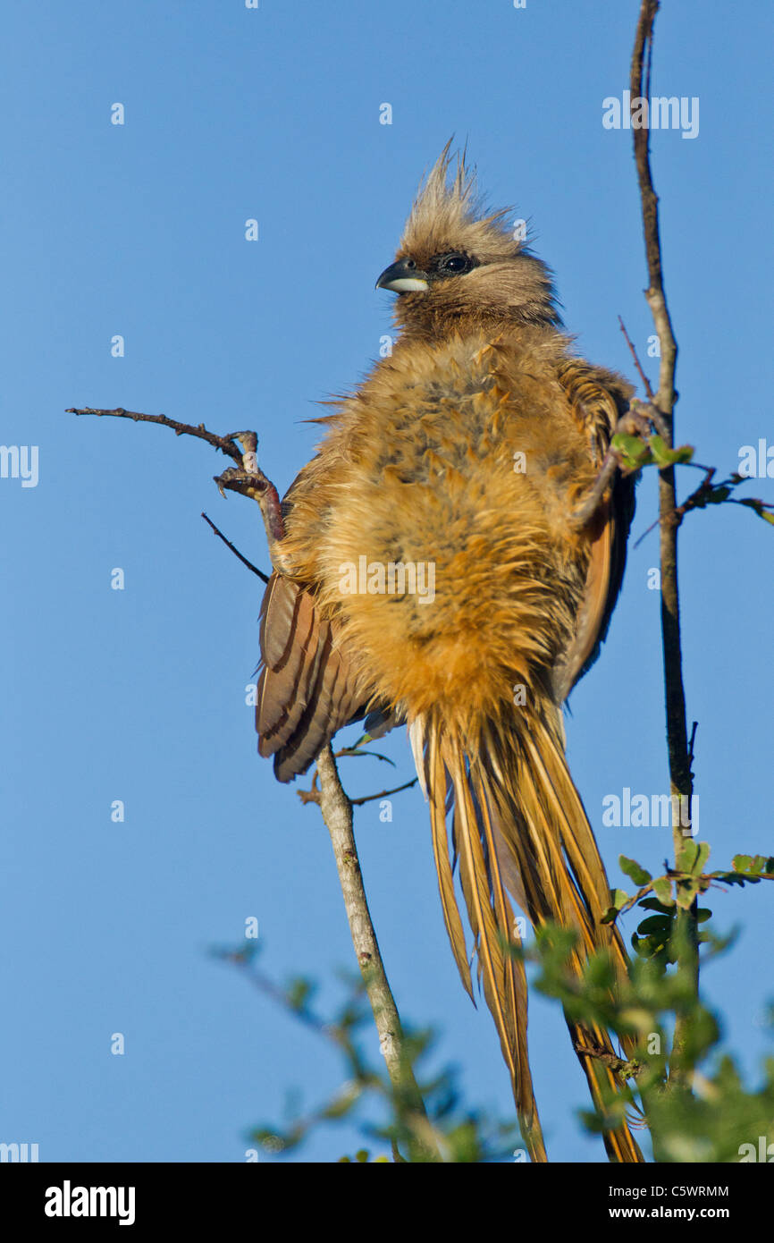 Speckled mousebird (colius striatus) at Addo Elephant Park in South Africa. Stock Photo