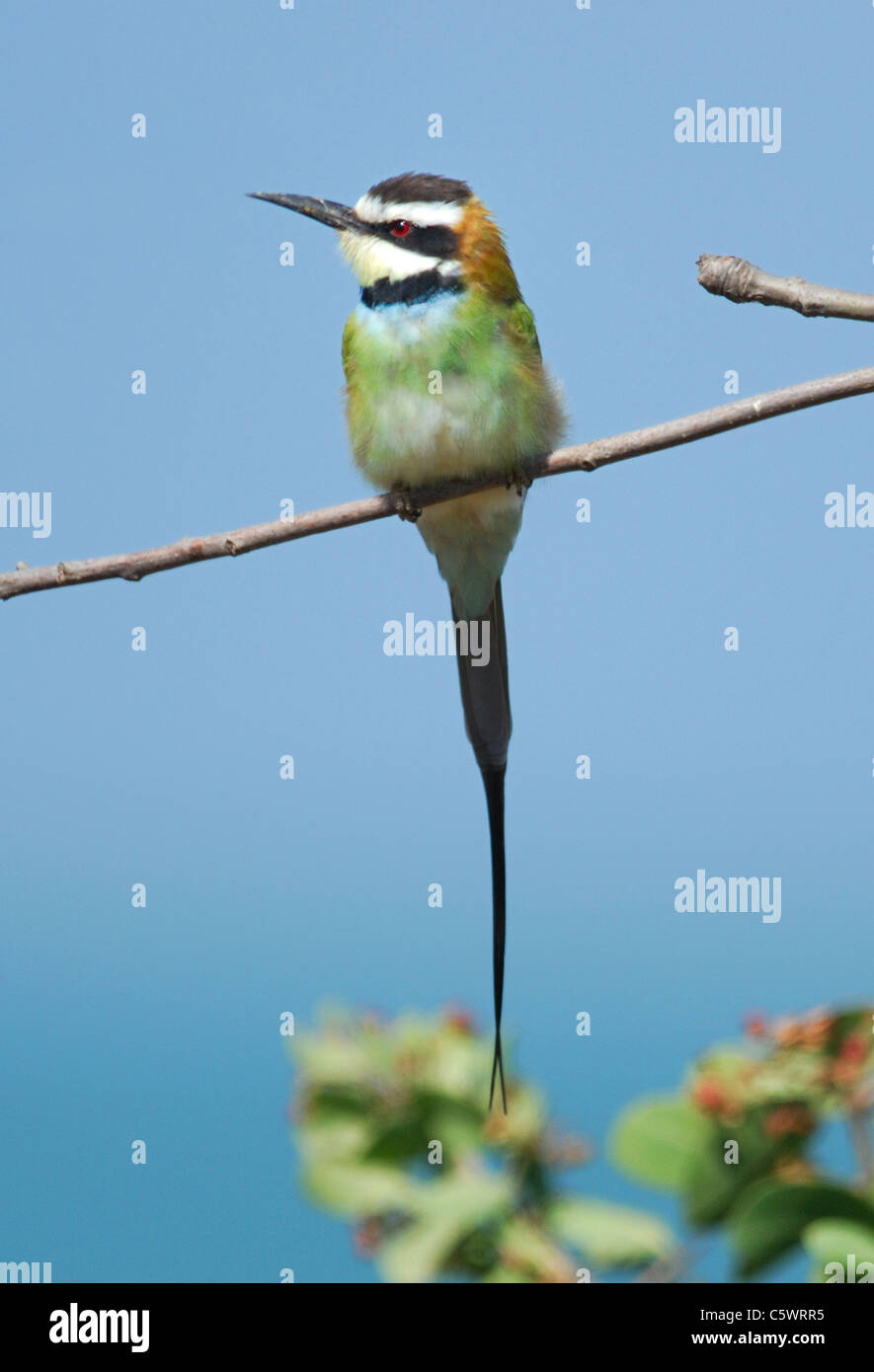 White-throated bee-eater in Bijilo Forest, The Gambia Stock Photo