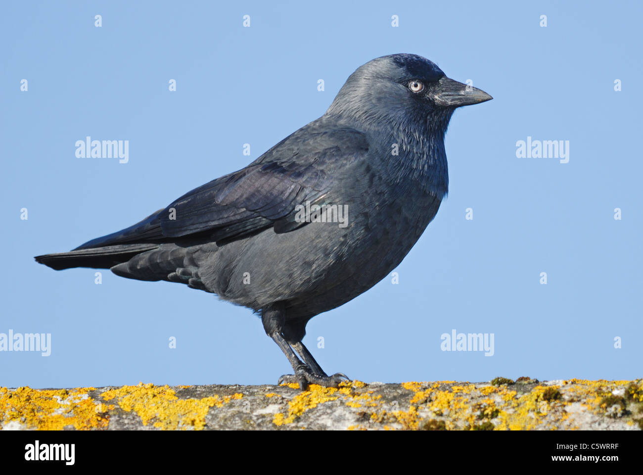 Jackdaw (Corvus monedula) on a lichen covered roof Stock Photo