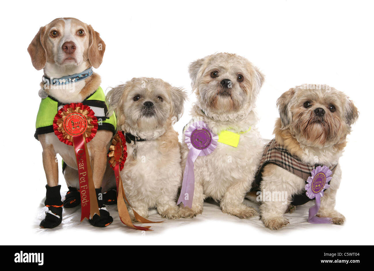 shih tzu Four dogs with rosettes Studio, UK Stock Photo