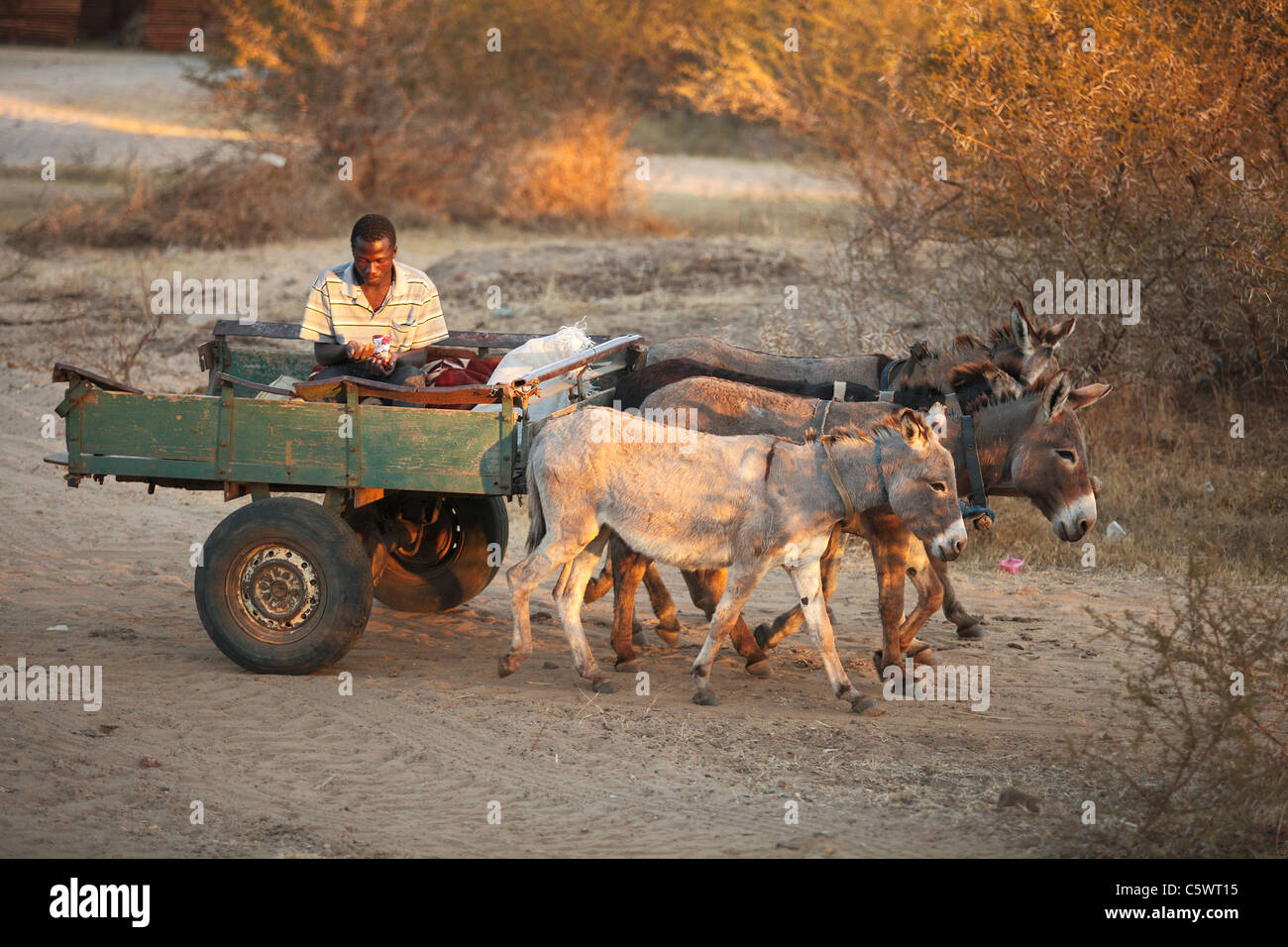 A man is driving donkey cart in the bush in the vicinity of Lupane