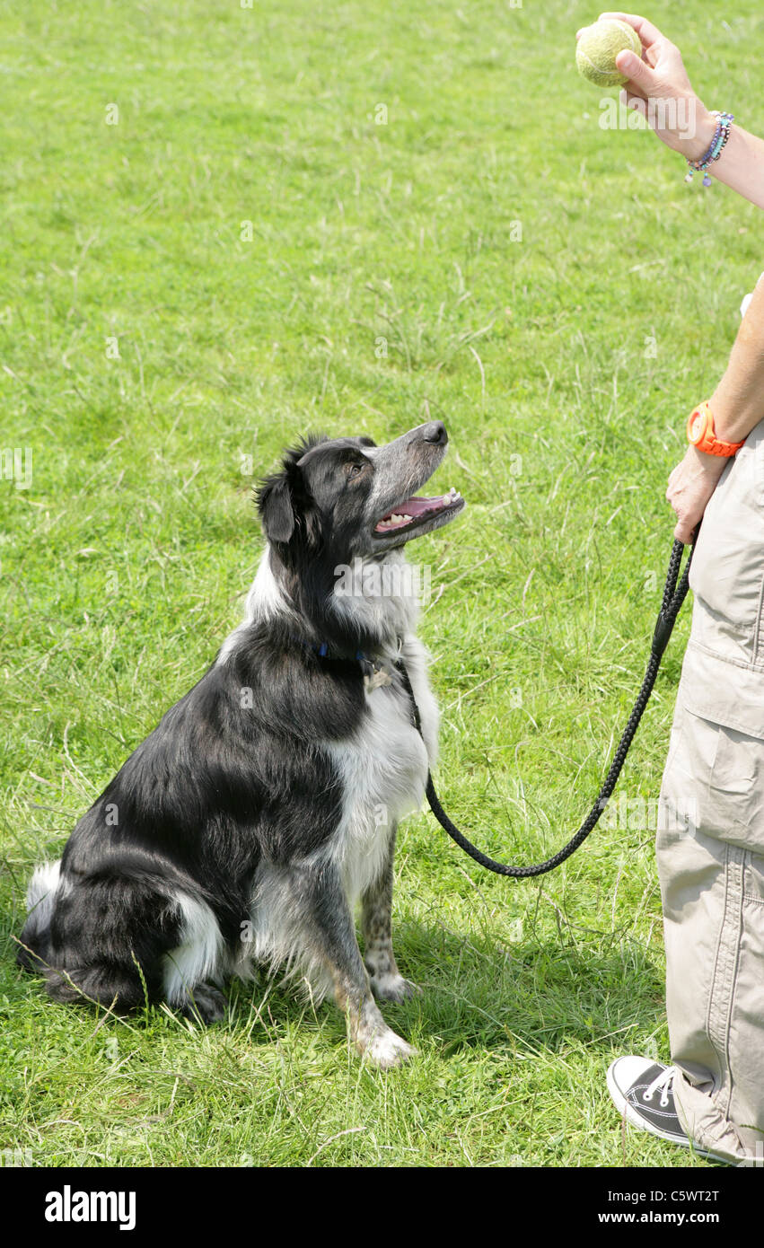 Border collie Single adult sitting looking at tennis ball, UK Stock Photo
