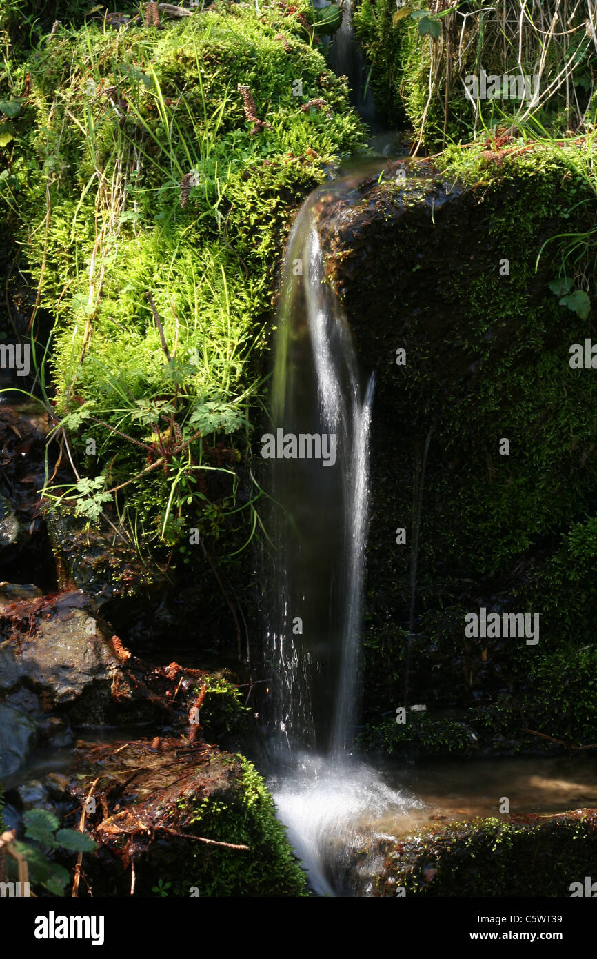 A source appears in the rock covered by vegetation (Normandy, France). Stock Photo