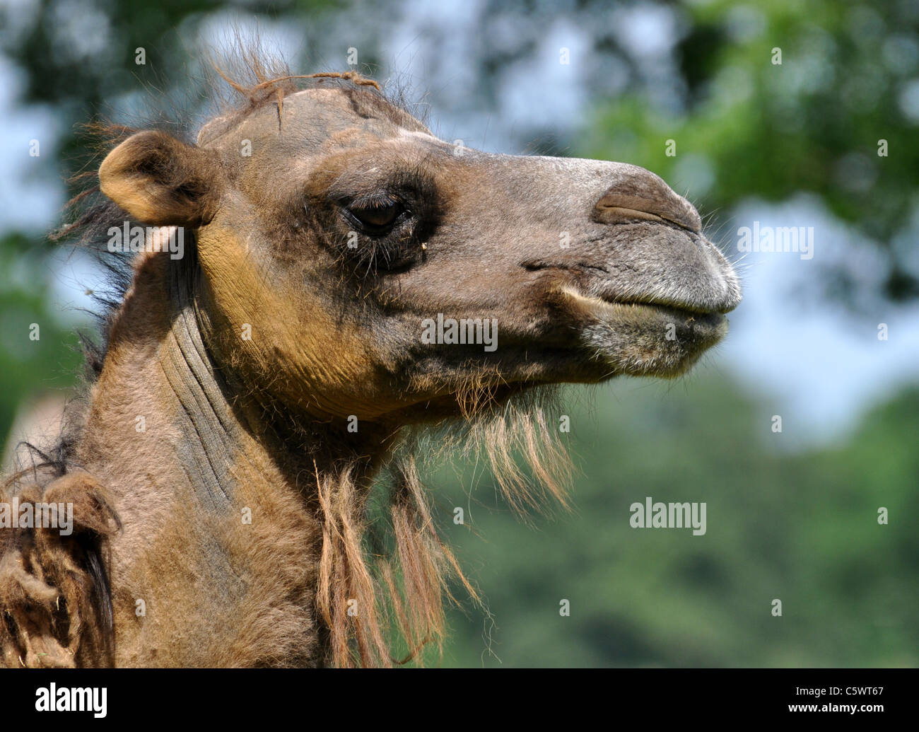Portrait of camel with a bad hair day Stock Photo