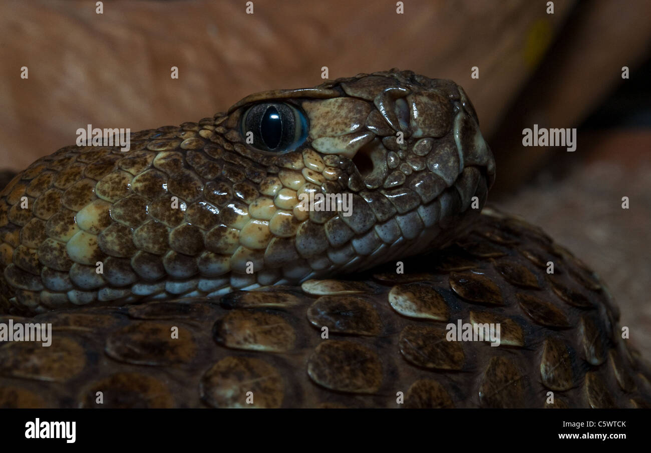 Western Rattlesnake portrait Stock Photo